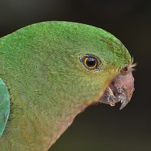 Australian King-Parrot