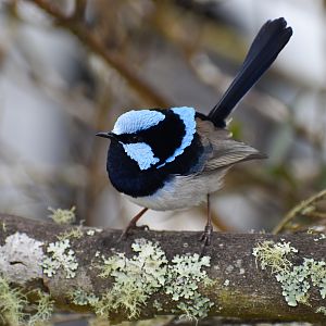 Superb Fairywren