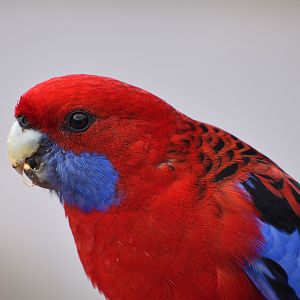 Crimson Rosella