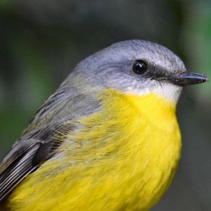Eastern Yellow Robin