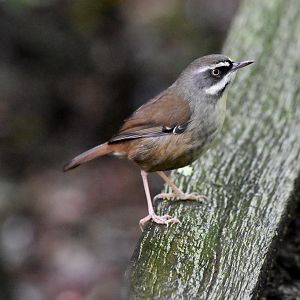 White-browed Scrubwren