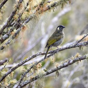 Lewin's Honeyeater