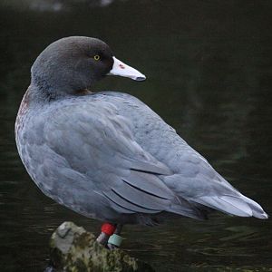 Blue Duck