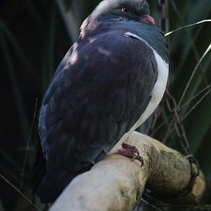 New Zealand Pigeon