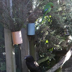 North Island Kākā and Red-crowned Kākāriki