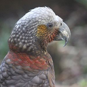 North Island Kākā