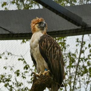 Philippine Eagle