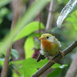 Leucistic Silver-Eared Mesia - Chester Zoo