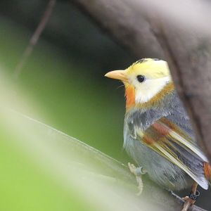 Leucistic Silver-Eared Mesia - Chester Zoo