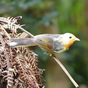 Leucistic Silver-Eared Mesia - Chester Zoo