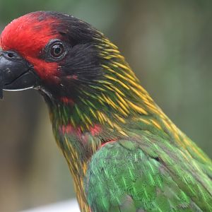 Yellow-streaked Lory (Chalcopsitta scintillata)