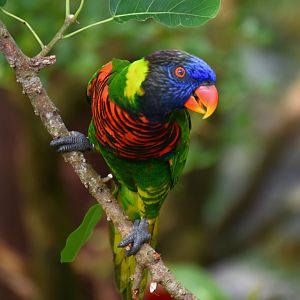 Coconut Lorikeet (Trichoglossus haematodus)