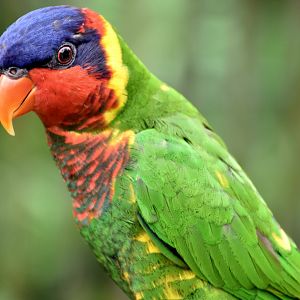 Ornate Lorikeet (Saudareos ornata)