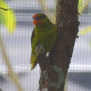 Mindanao Lorikeet (Saudareos johnstoniae)