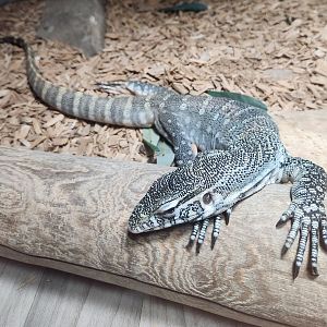 Pocono Snake Farm - Varanus (niloticus) ornatus