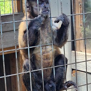 Pocono Snake Farm - Tufted Capuchin