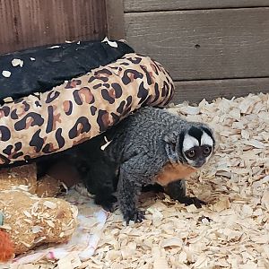 Pocono Snake Farm - Night Monkey