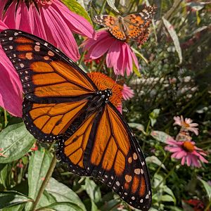 Monarch and Painted Lady Butterflies