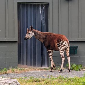 Okapi at the Greensboro Science Center