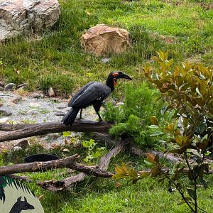 Southern Ground Hornbill