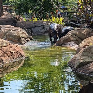 Pygmy Hippos at the Greensboro Science Center