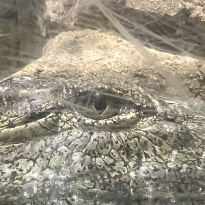 Nile Crocodile