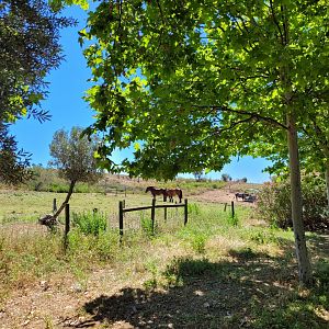 Navarre pony, Pirenaica ox and Tudanca ox exhibit -Sendaviva (2024)