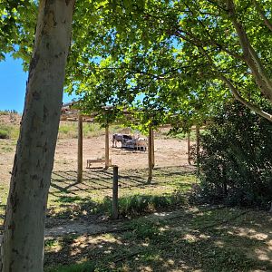 Navarre pony, Pirenaica ox and Tudanca ox exhibit -Sendaviva (2024)