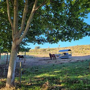 Navarre pony, Pirenaica ox and Tudanca ox exhibit -Sendaviva (2024)