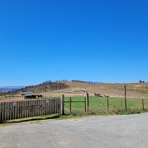 South-European water buffalo and Highland cattle exhibit -Sendaviva (2024)