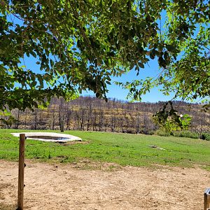 South-European water buffalo and Highland cattle exhibit -Sendaviva (2024)