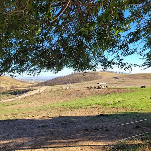 South-European water buffalo and Highland cattle exhibit -Sendaviva (2024)