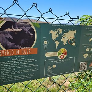 South-European water buffalo sign -Sendaviva (2024)