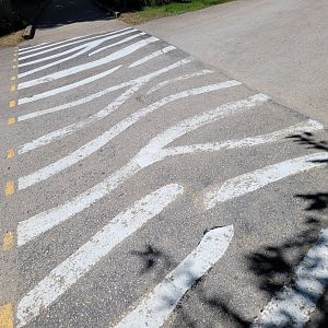 Zebra crossing -Sendaviva (2024)