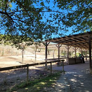 Guanaco exhibit -Sendaviva (2024)