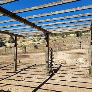Guanaco exhibit -Sendaviva (2024)