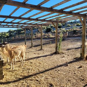 Guanaco exhibit -Sendaviva (2024)
