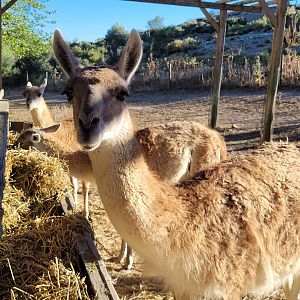 Guanaco -Sendaviva (2024)