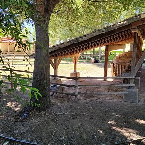 Valais black-necked goat, Hampshire sheep, Brahma chicken and Domestic goose exhibit -Sendaviva (2024)