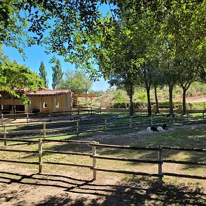 Valais black-necked goat, Hampshire sheep, Brahma chicken and Domestic goose exhibit -Sendaviva (2024)