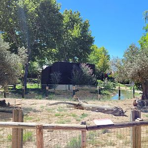 Banded mongoose exhibit -Sendaviva (2024)