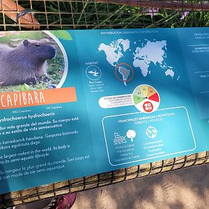 Capybara sign -Sendaviva (2024)