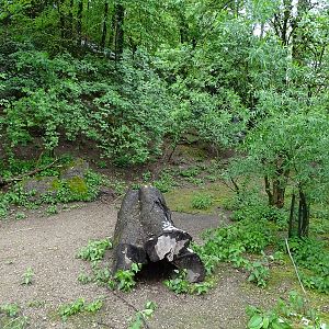 Parma wallaby enclosure