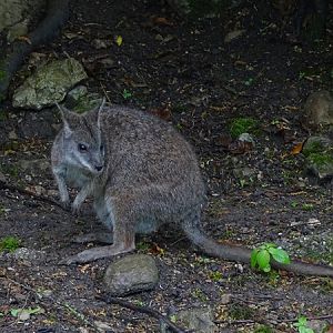 Parma wallaby (Notamacropus parma)