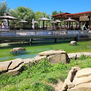 Eurasian otter exhibit -Sendaviva (2024)