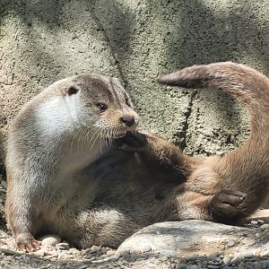 Eurasian otter -Sendaviva (2024)