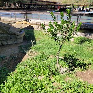 Eurasian otter exhibit -Sendaviva (2024)