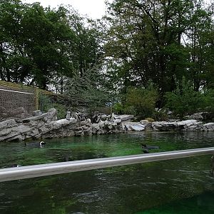African penguin enclosure