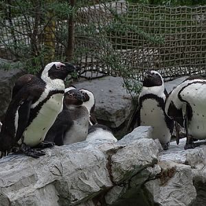 African penguin (Spheniscus demersus)