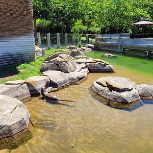 Eurasian otter exhibit -Sendaviva (2024)